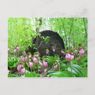 Cluster of Pink Lady Slippers Postcard