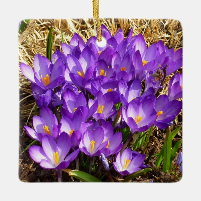 Cluster of Purple Crocuses Spring Floral Ceramic Tree Decoration (Front)