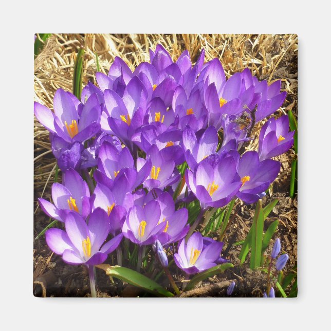 Cluster of Purple Crocuses Spring Floral Magnet (Front)