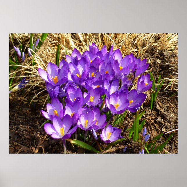 Cluster of Purple Crocuses Spring Floral Poster (Front)