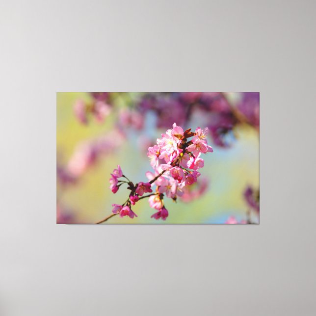 Cluster Of Sakura Blossoms On Green, Blue, Purple Canvas Print (Front)