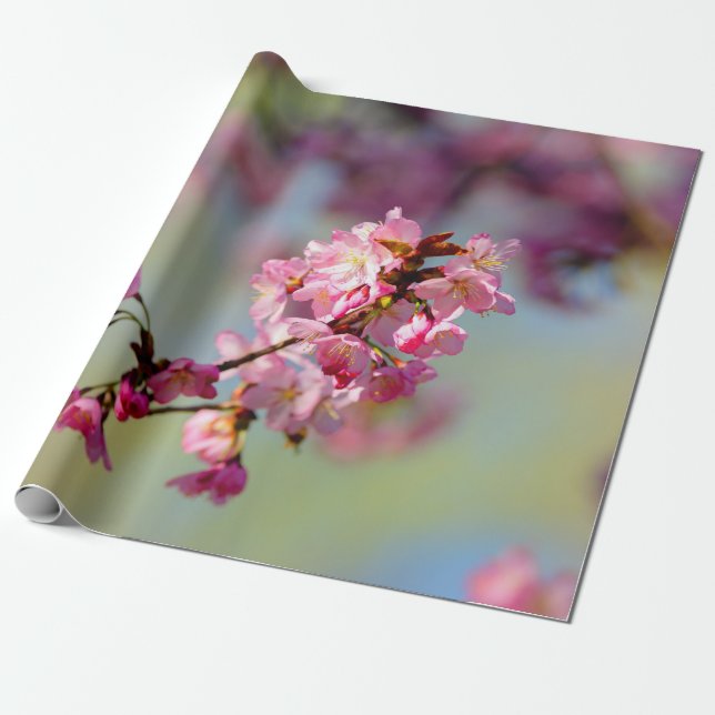 Cluster Of Sakura Blossoms On Green, Blue, Purple Wrapping Paper (Unrolled)