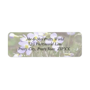 Cluster Of Tiny Bluets