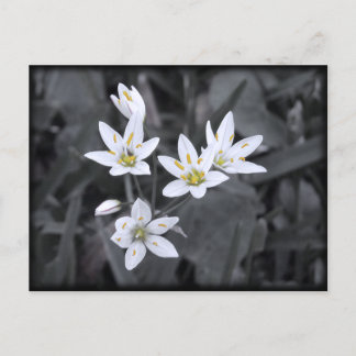Cluster of Wildflowers Macro Photo Post card