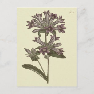 Clustered Bellflower Botanical Illustration Postcard