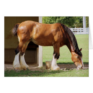 Clydesdale