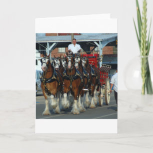 Clydesdale 6 horse hitch card