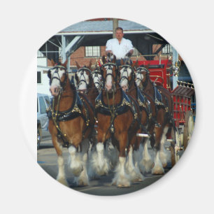 Clydesdale 6 horse hitch magnet