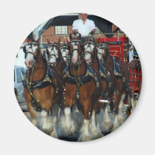 Clydesdale 6 horse hitch magnet