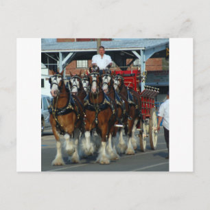 Clydesdale 6 horse hitch postcard