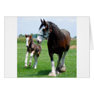 Clydesdale and Filly