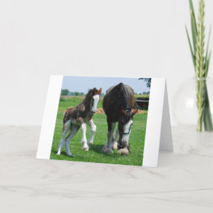 clydesdale and filly card