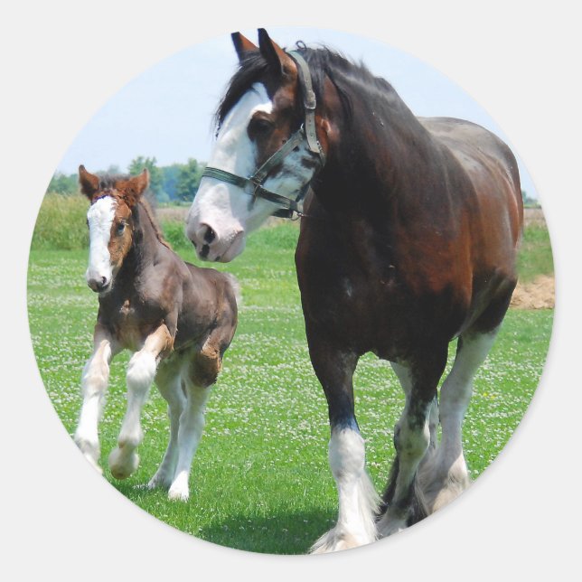 Clydesdale and Filly Classic Round Sticker (Front)