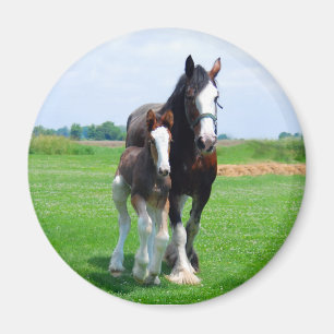 Clydesdale and Filly magnet