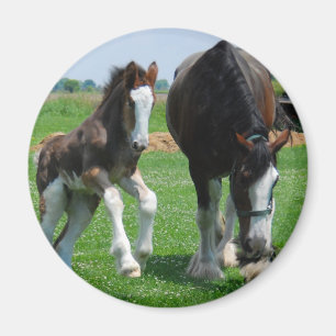 clydesdale and filly magnet