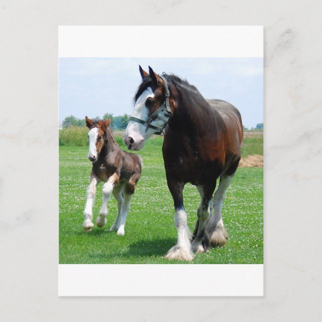 Clydesdale and Filly Postcard (Front)