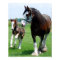 Clydesdale and Filly print