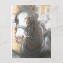 Clydesdale Brown Horse Postcard