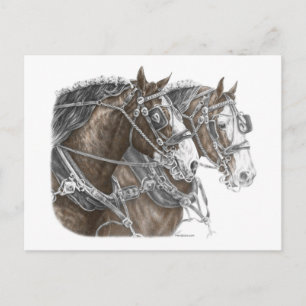 Clydesdale Draught Horse Team Postcard