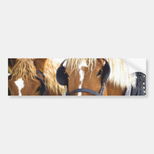 Clydesdale Draught   Horses Bumper Sticker