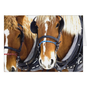 Clydesdale Draught   Horses Card
