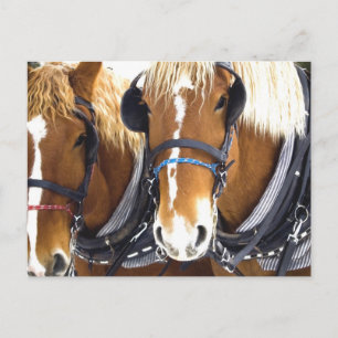 Clydesdale Draught Horses Postcard