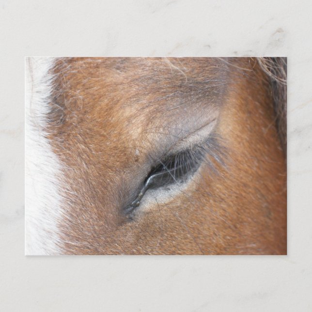 Clydesdale Eye Postcard (Front)
