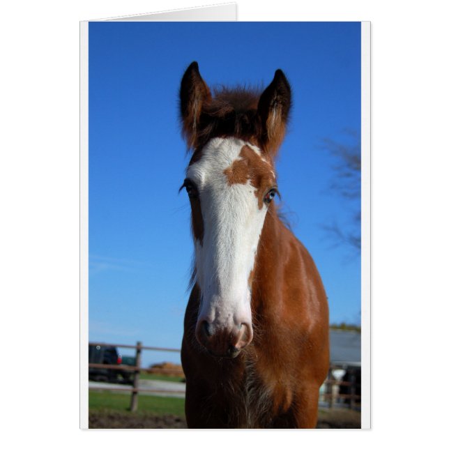 Clydesdale filly (Front)