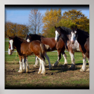 clydesdale group print