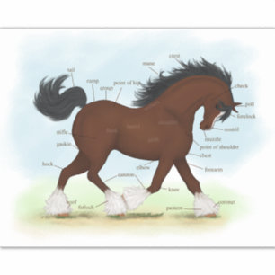 Clydesdale Horse Educational Equine Anatomy Chart