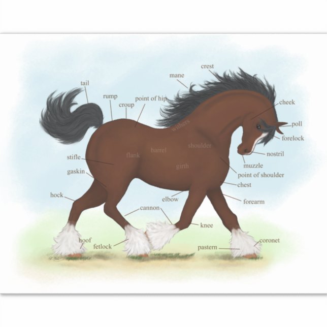 Clydesdale Horse Educational Equine Anatomy Chart (Front)