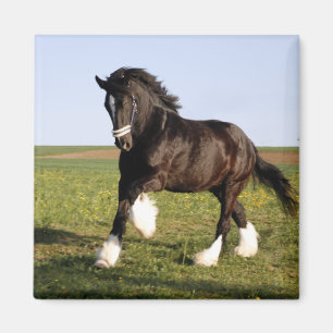 Clydesdale Horse  Magnet