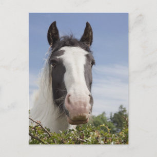 Clydesdale horse portrait postcard
