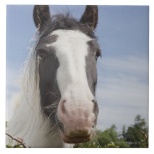 Clydesdale horse portrait tile