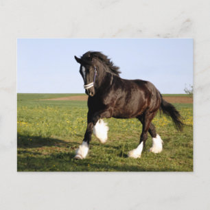 Clydesdale Horse Postcard