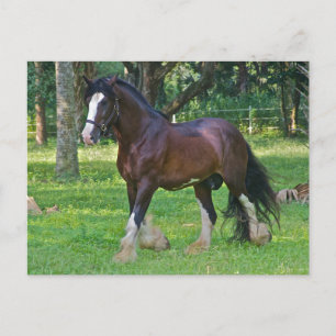 Clydesdale Horse Postcard