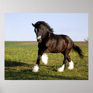 Clydesdale Horse Poster