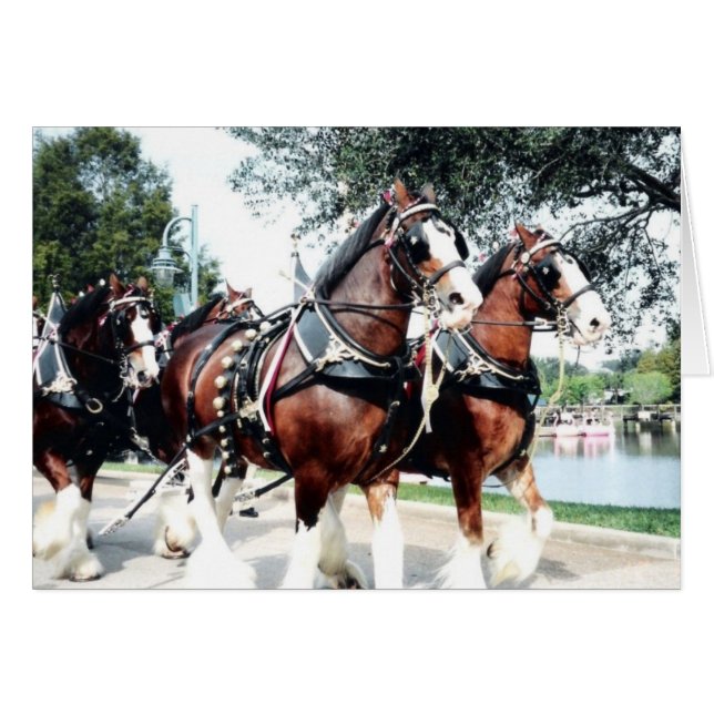 Clydesdale Horses (Front Horizontal)