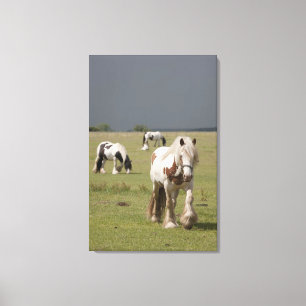 Clydesdale horses in a field, Northumberland, Canvas Print