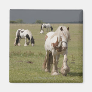 Clydesdale horses in a field, Northumberland, Magnet