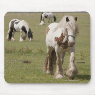 Clydesdale horses in a field, Northumberland, Mouse Mat
