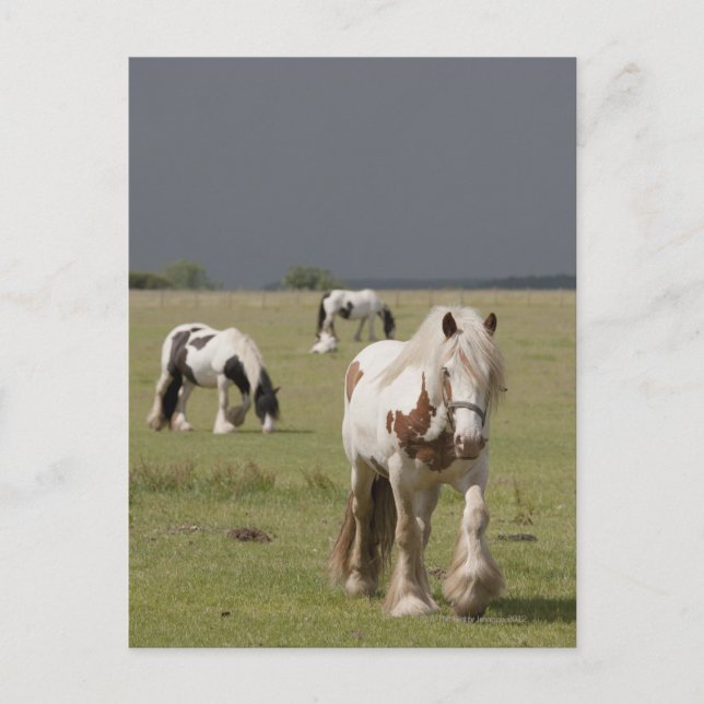 Clydesdale horses in a field, Northumberland, Postcard (Front)