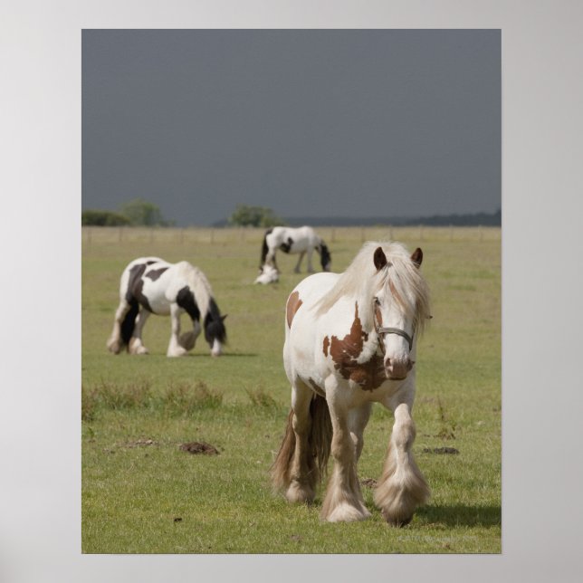 Clydesdale horses in a field, Northumberland, Poster (Front)
