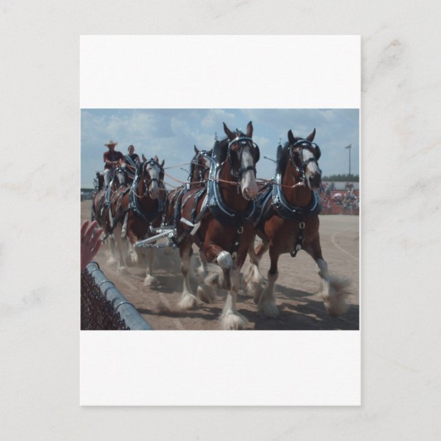 Clydesdale Horses Postcard (Front)