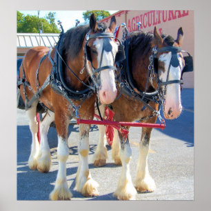 Clydesdale Horses Poster