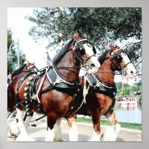 Clydesdale Horses Poster