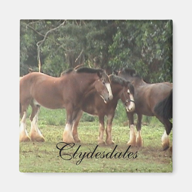 Clydesdale Magnet (Front)