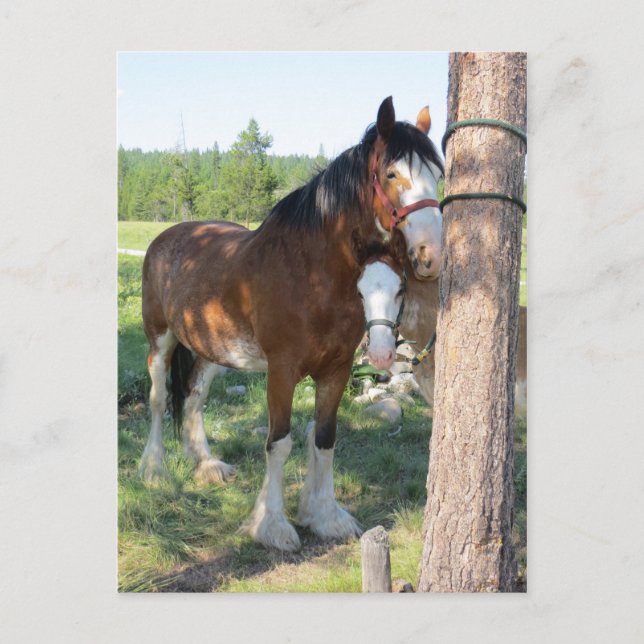 Clydesdale Mama and Baby Postcard (Front)