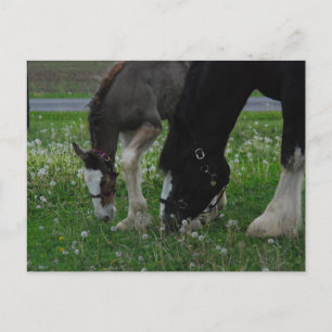 Clydesdale Mare & Colt Postcard