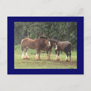 Clydesdale Postcard